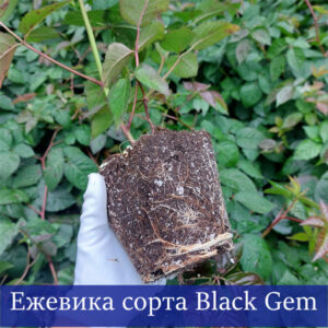 Ежевика Блэк Джем